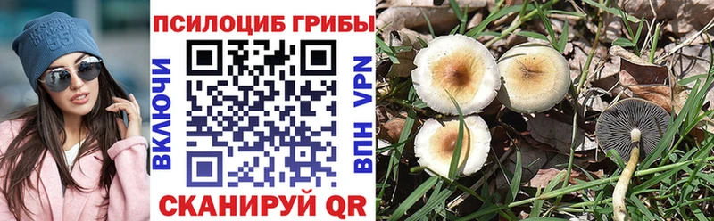 где продают наркотики  Людиново  Псилоцибиновые грибы мухоморы 